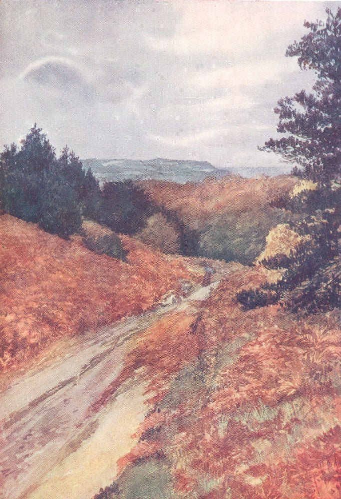 YORKS. The Cleveland Hills. Hutton Woods, near Guisborough 1908 old print